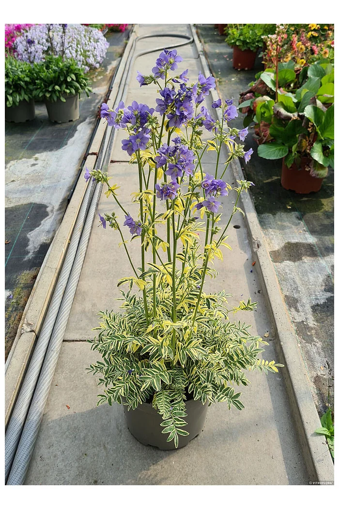 Wielosił błękitny 'Brise d'Anjou' | Polemonium caeruleum-c