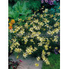 Nachyłek okółkowy 'Moonbeam' Coreopsis verticillata