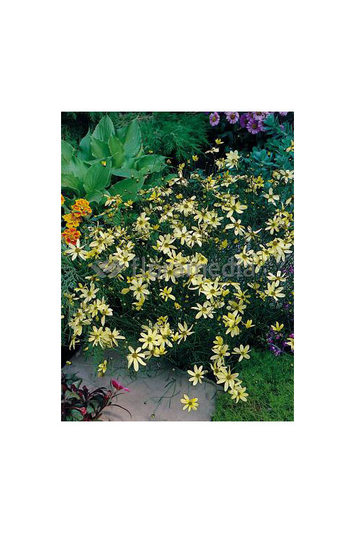 Nachyłek okółkowy 'Moonbeam' Coreopsis verticillata