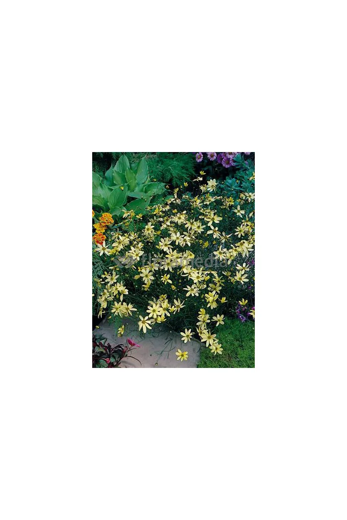 Nachyłek okółkowy 'Moonbeam' Coreopsis verticillata