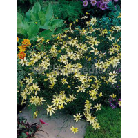 Nachyłek okółkowy 'Moonbeam' Coreopsis verticillata