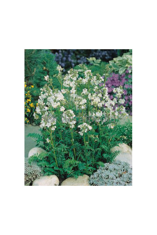 Wielosił błękitny 'Album' | Polemonium caeruleum