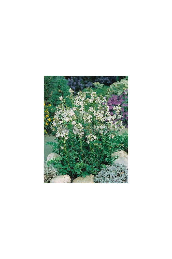 Wielosił błękitny 'Album' | Polemonium caeruleum