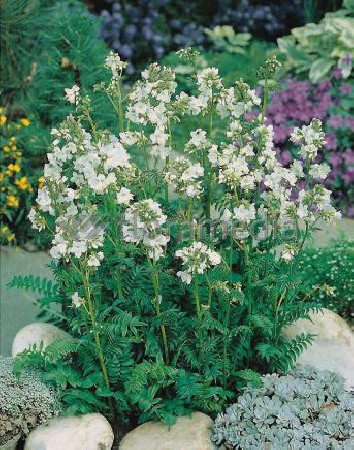 Wielosił błękitny 'Album' | Polemonium caeruleum