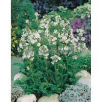 Wielosił błękitny 'Album' | Polemonium caeruleum