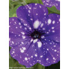 Petunia 'Deluxe Night Sky' | Petunia