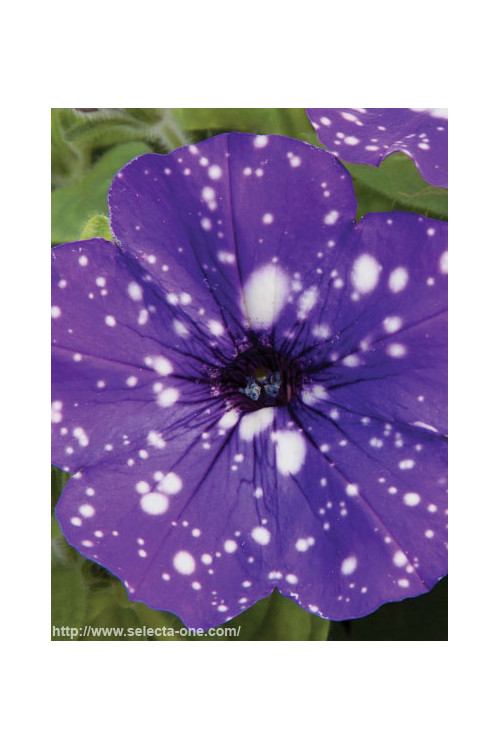 Petunia 'Deluxe Night Sky' | Petunia