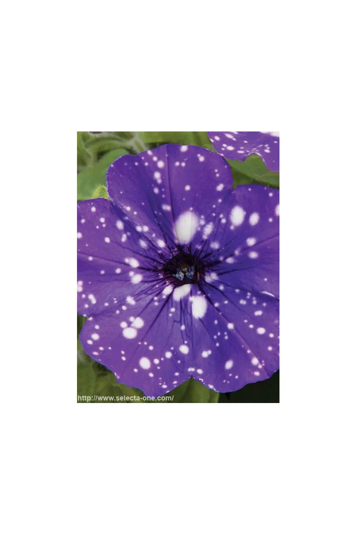 Petunia 'Deluxe Night Sky' | Petunia