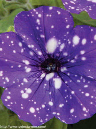 Petunia 'Deluxe Night Sky' | Petunia