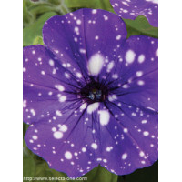 Petunia 'Deluxe Night Sky' | Petunia