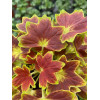 Pelargonia rabatowa 'Vancouver' | Pelargonium