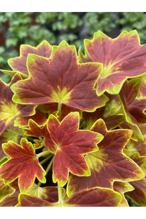 Pelargonia rabatowa 'Vancouver' | Pelargonium