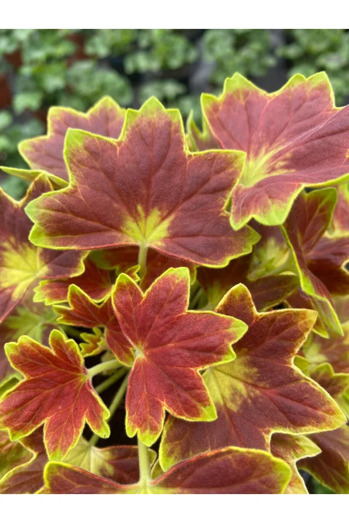 Pelargonia rabatowa 'Vancouver' | Pelargonium