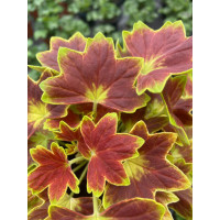 Pelargonia rabatowa 'Vancouver' | Pelargonium