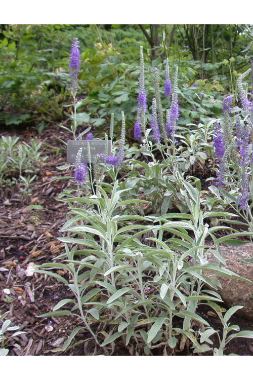 Przetacznik kłosowy 'Silberteppich' Veronica incana