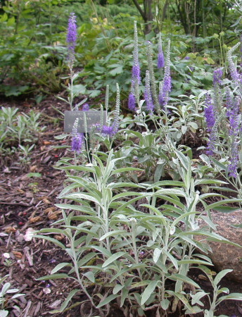 Przetacznik kłosowy 'Silberteppich' Veronica incana