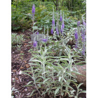 Przetacznik kłosowy 'Silberteppich' Veronica incana