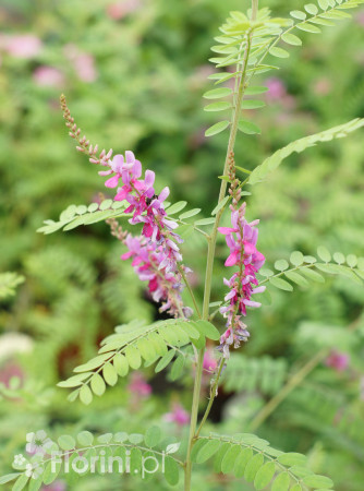 Indygowiec | Indigofera