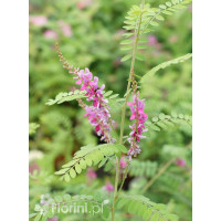 Indygowiec | Indigofera