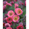 Kuklik 'Pink Petticoats' | Geum