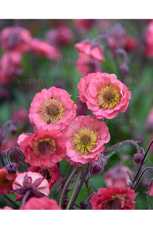 Kuklik 'Pink Petticoats' | Geum