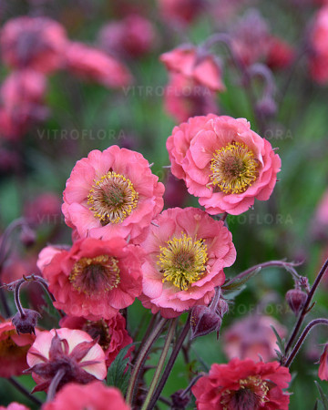Kuklik 'Pink Petticoats' | Geum