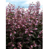 Penstemon 'Dark Towers' | Penstemon