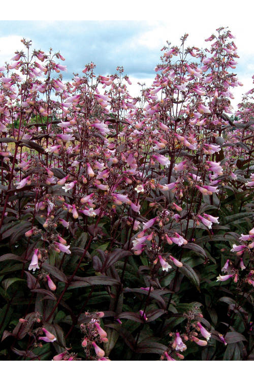Penstemon 'Dark Towers' | Penstemon