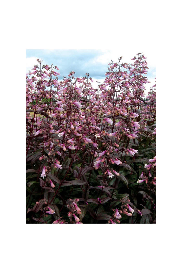 Penstemon 'Dark Towers' | Penstemon