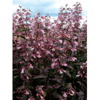 Penstemon 'Dark Towers' | Penstemon