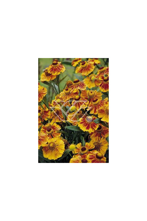 Dzielżan ogrodowy 'Flammenrad' Helenium