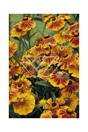 Dzielżan ogrodowy 'Flammenrad' Helenium