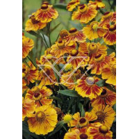 Dzielżan ogrodowy 'Flammenrad' Helenium