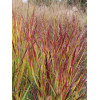 Proso rózgowate 'Shenandoah' | Panicum virgatum