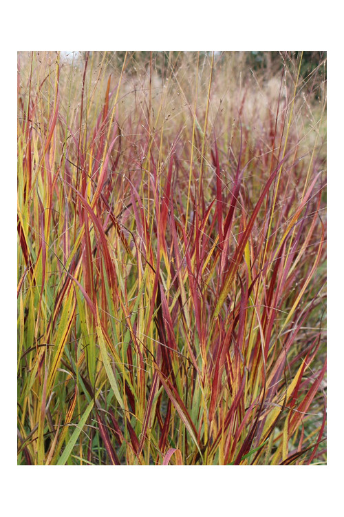 Proso rózgowate 'Shenandoah' | Panicum virgatum