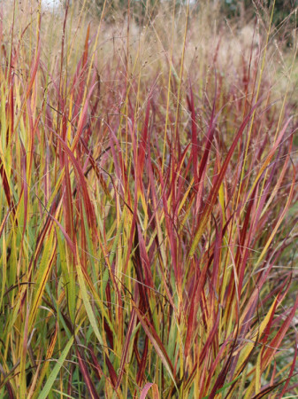 Proso rózgowate 'Shenandoah' | Panicum virgatum