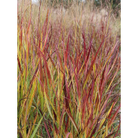 Proso rózgowate 'Shenandoah' | Panicum virgatum