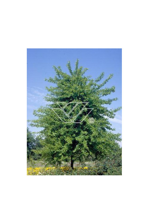 Żółtnica pomarańczowa Maclura pomifera