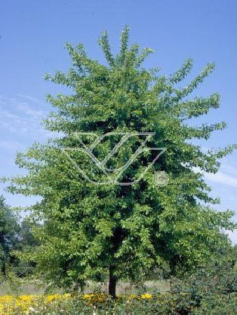 Żółtnica pomarańczowa Maclura pomifera