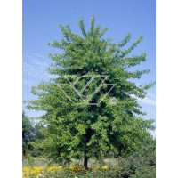 Żółtnica pomarańczowa Maclura pomifera