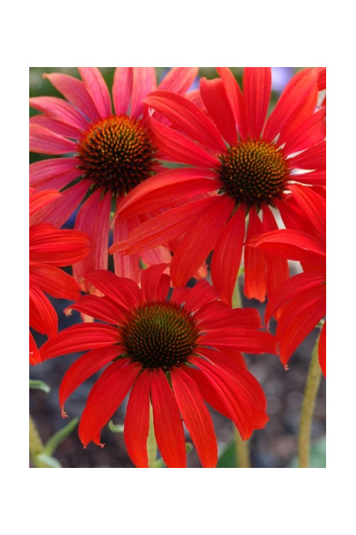 Jeżówka 'Tomato Soup' | Echinacea