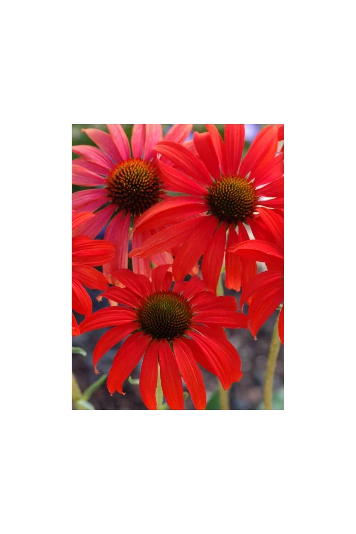Jeżówka 'Tomato Soup' | Echinacea