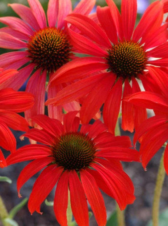 Jeżówka 'Tomato Soup' | Echinacea