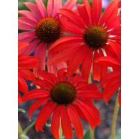Jeżówka 'Tomato Soup' | Echinacea