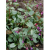 Miodunka 'Majeste' Pulmonaria