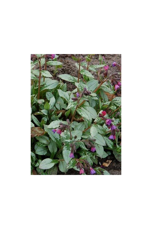 Miodunka 'Majeste' Pulmonaria