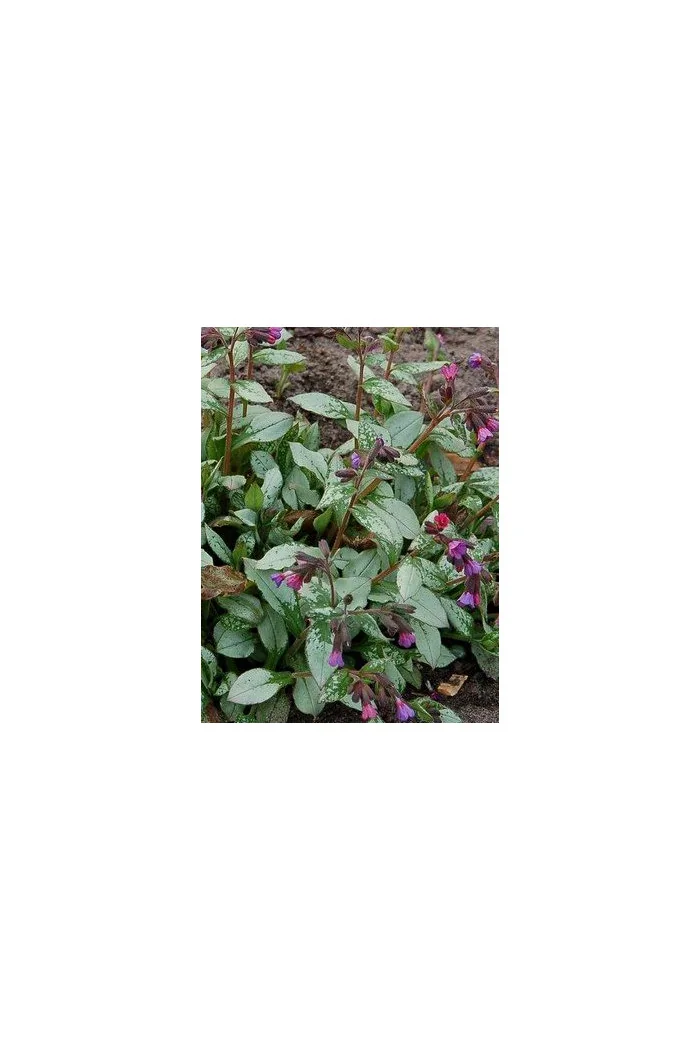 Miodunka 'Majeste' Pulmonaria