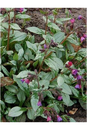 Miodunka 'Majeste' Pulmonaria