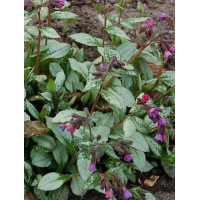 Miodunka 'Majeste' Pulmonaria