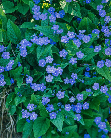 Przetacznik pagórkowy 'Koenigsblau' Veronica teucrium